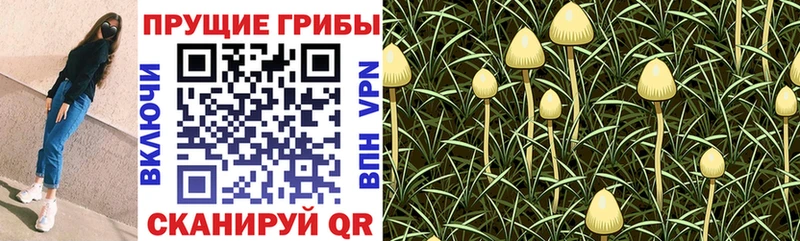 Галлюциногенные грибы Psilocybe  MEGA маркетплейс  Грайворон 